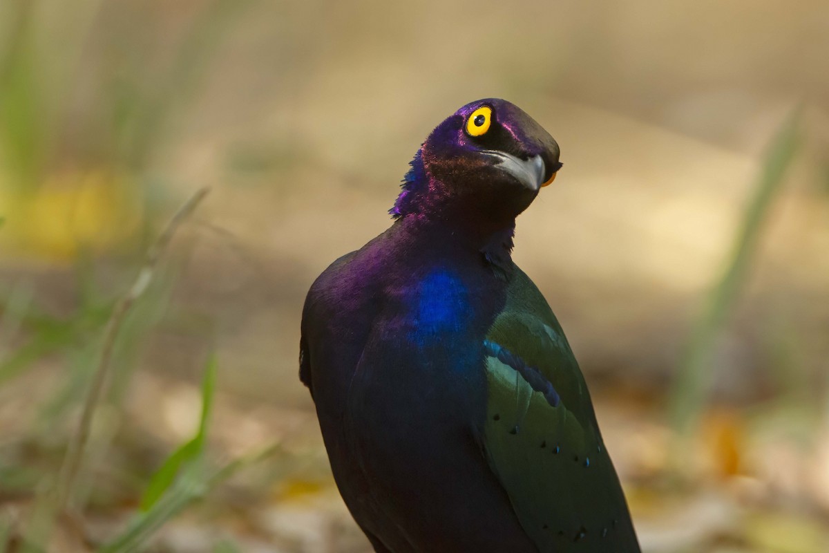 Purple Starling - ML610389122