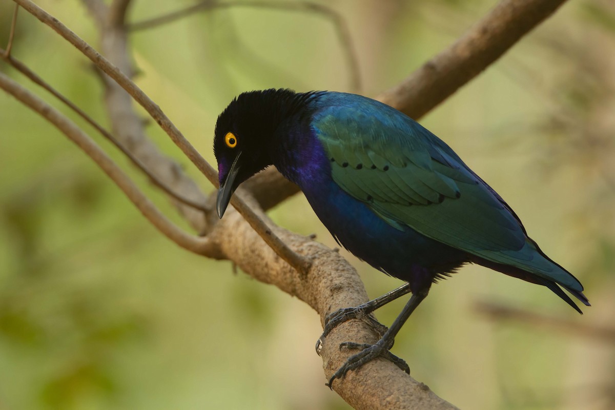 Purple Starling - ML610389124