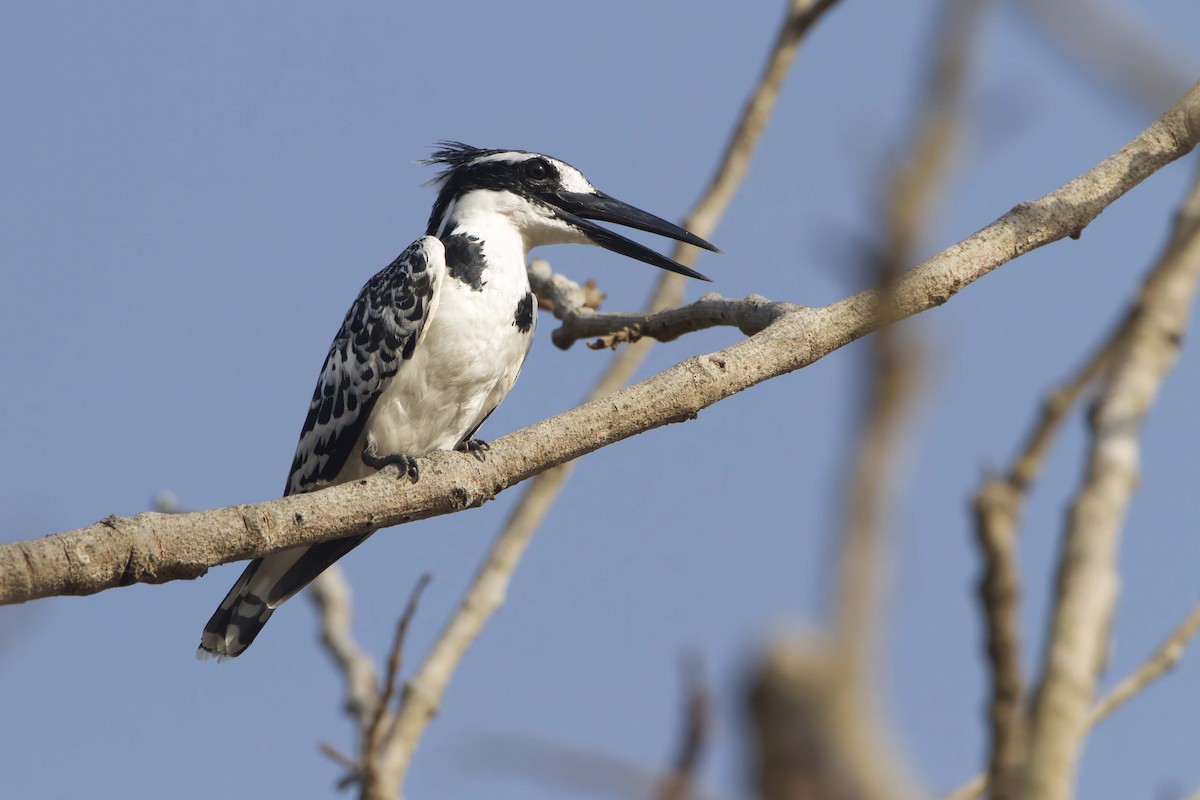 Pied Kingfisher - ML610389129