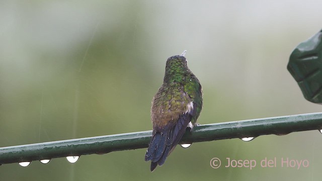 Indigo-capped Hummingbird - ML610389200