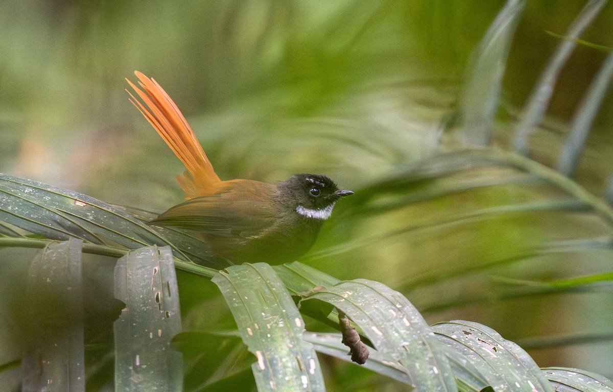 Rufous-tailed Fantail - ML610389231