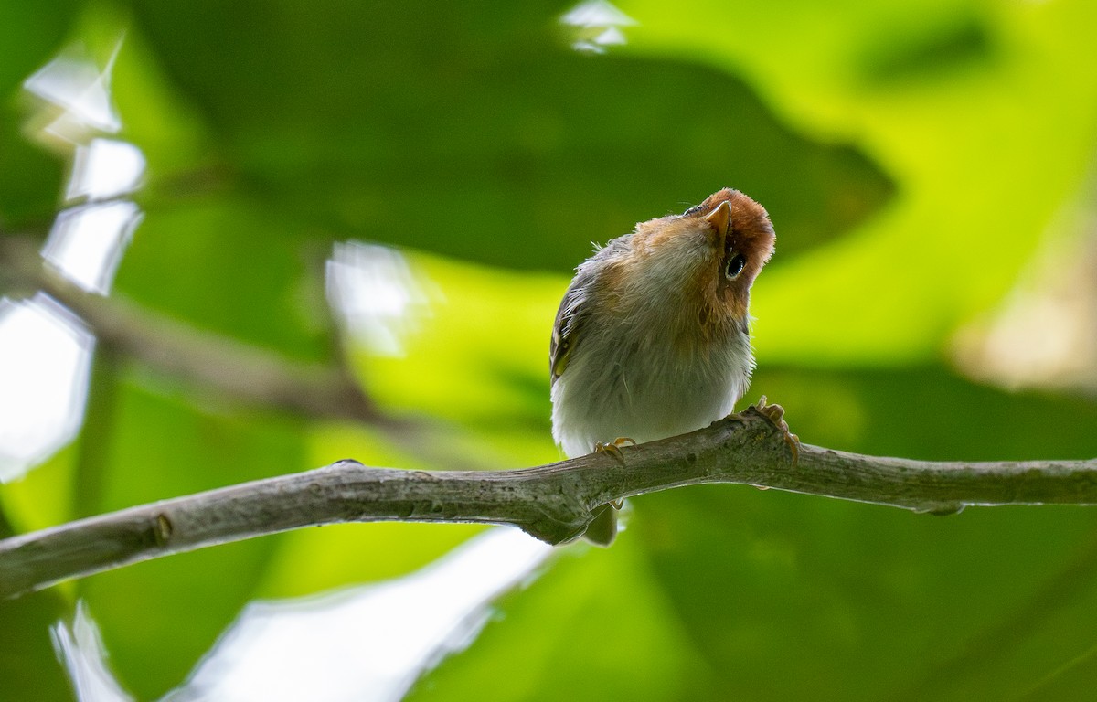 Sunda Warbler (Javan) - Forest Botial-Jarvis