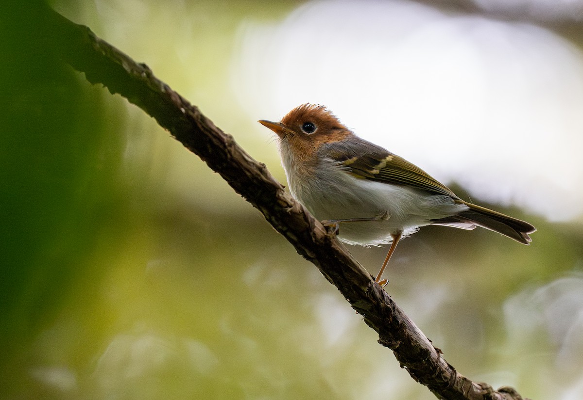 Sunda Warbler (Javan) - Forest Botial-Jarvis