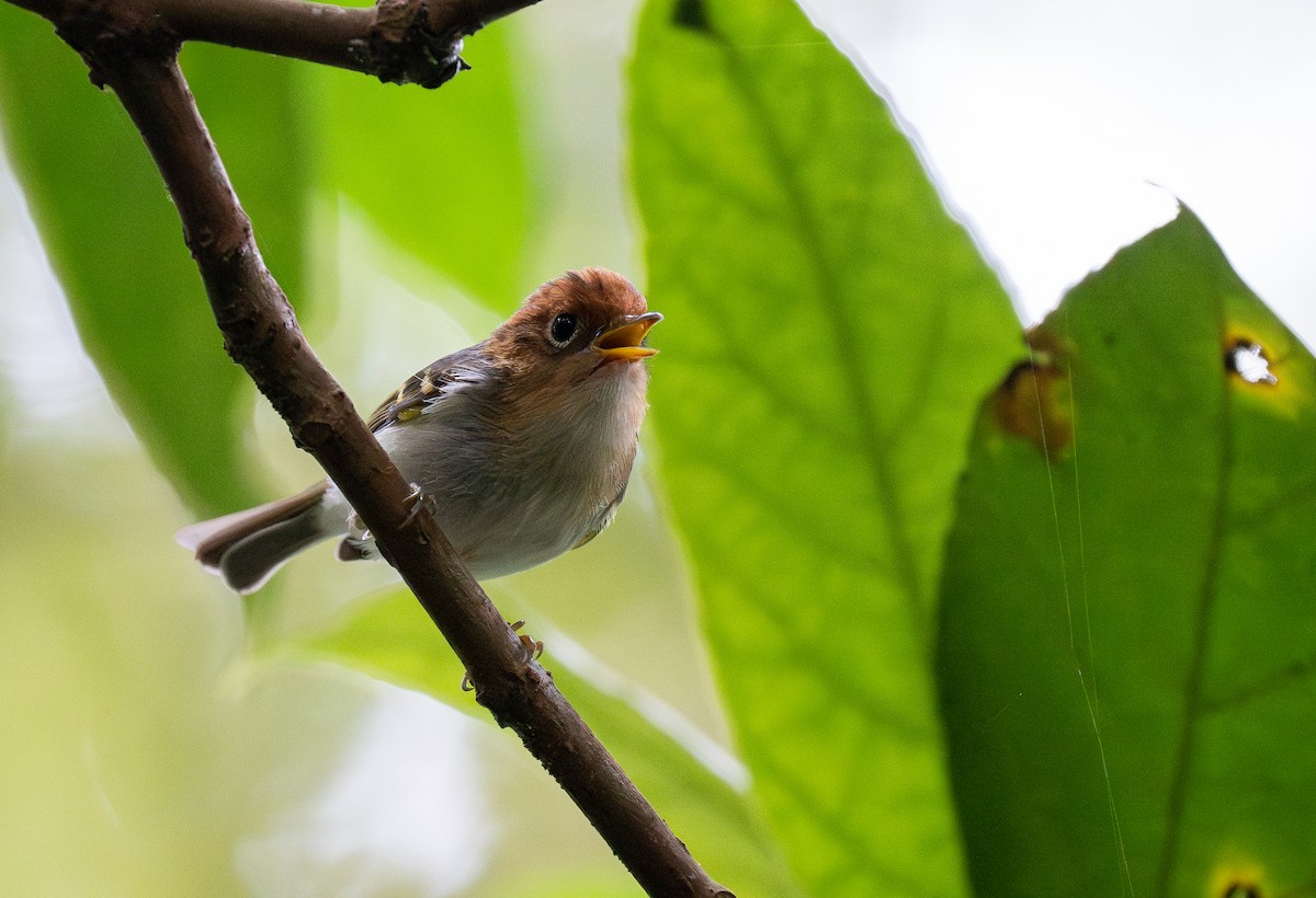 Sunda Warbler (Javan) - Forest Botial-Jarvis