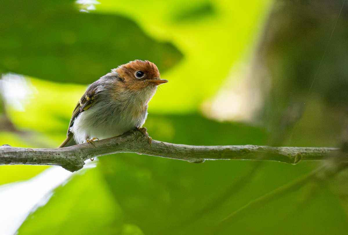 Sunda Warbler (Javan) - Forest Botial-Jarvis