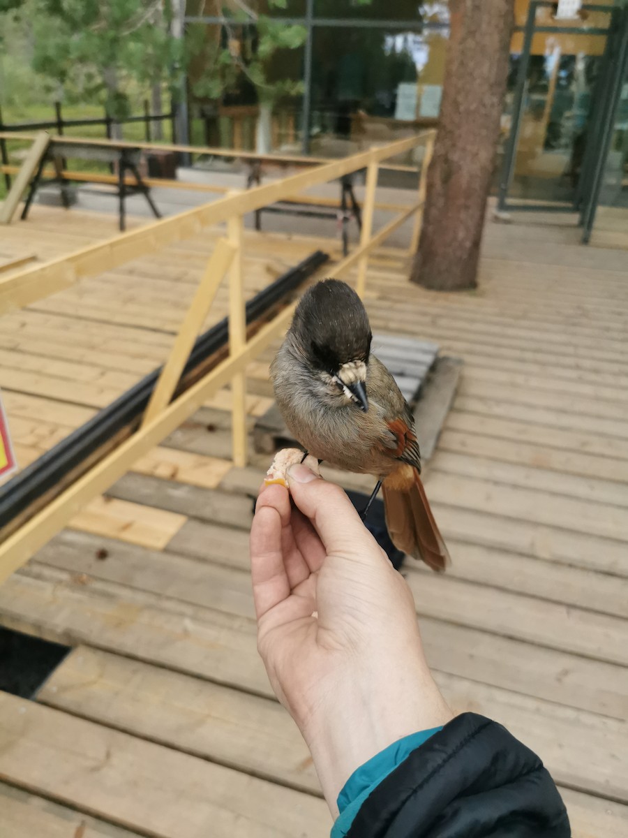 Siberian Jay - ML610389260