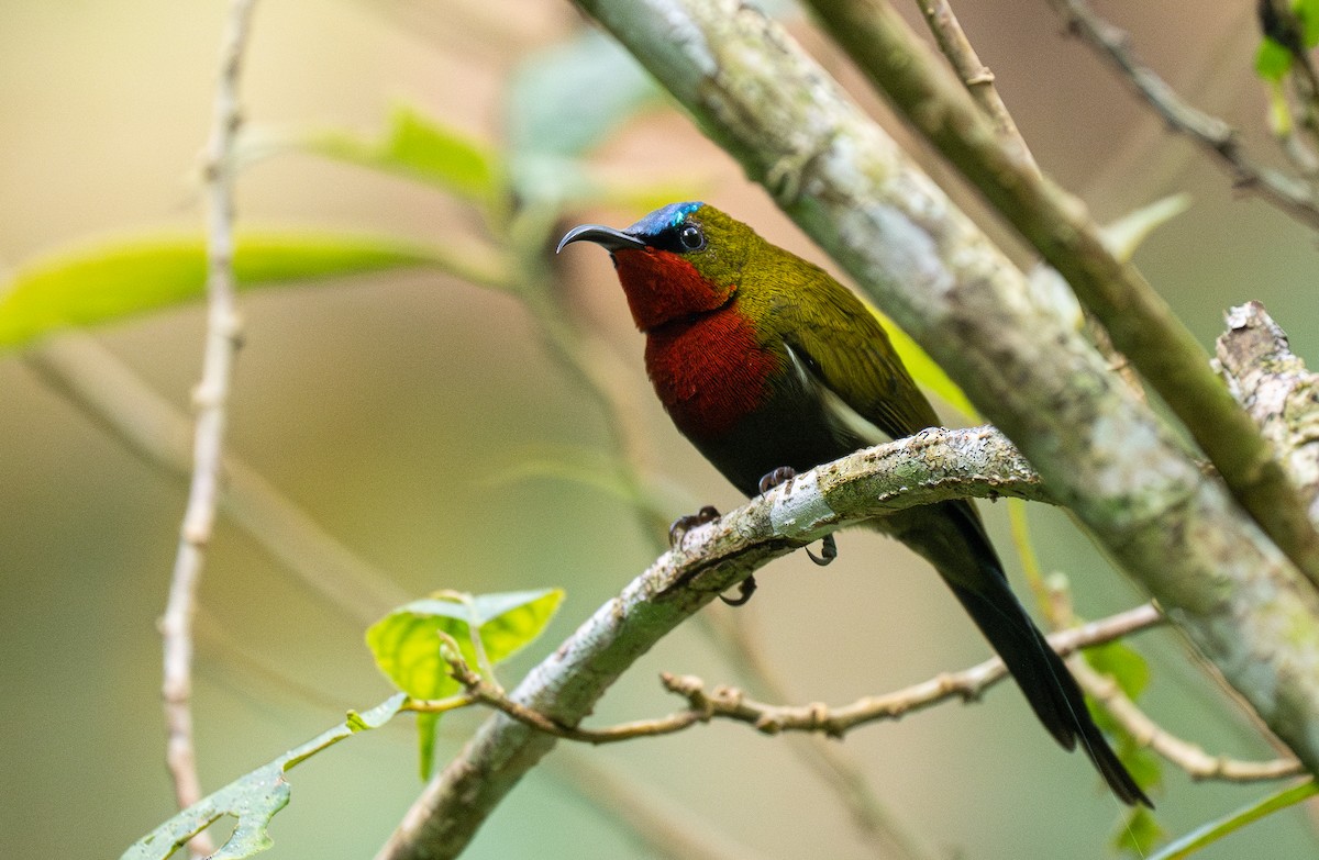 White-flanked Sunbird - ML610389269