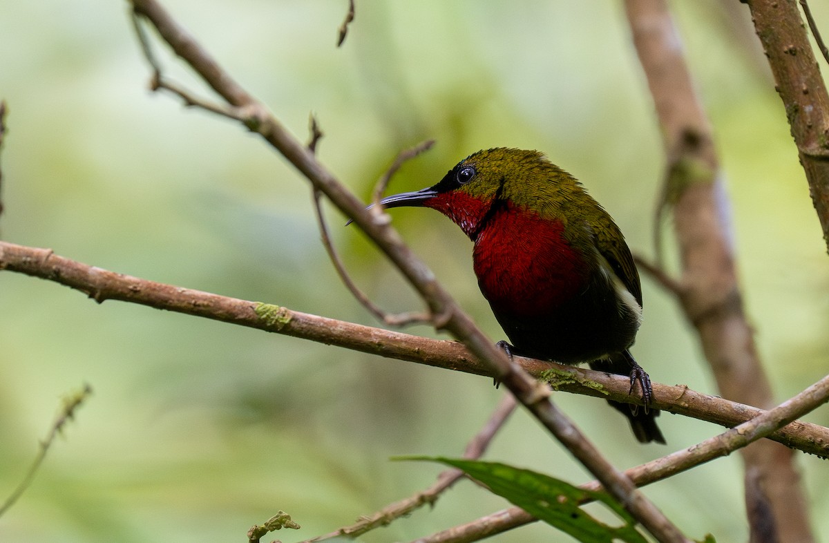 White-flanked Sunbird - ML610389270