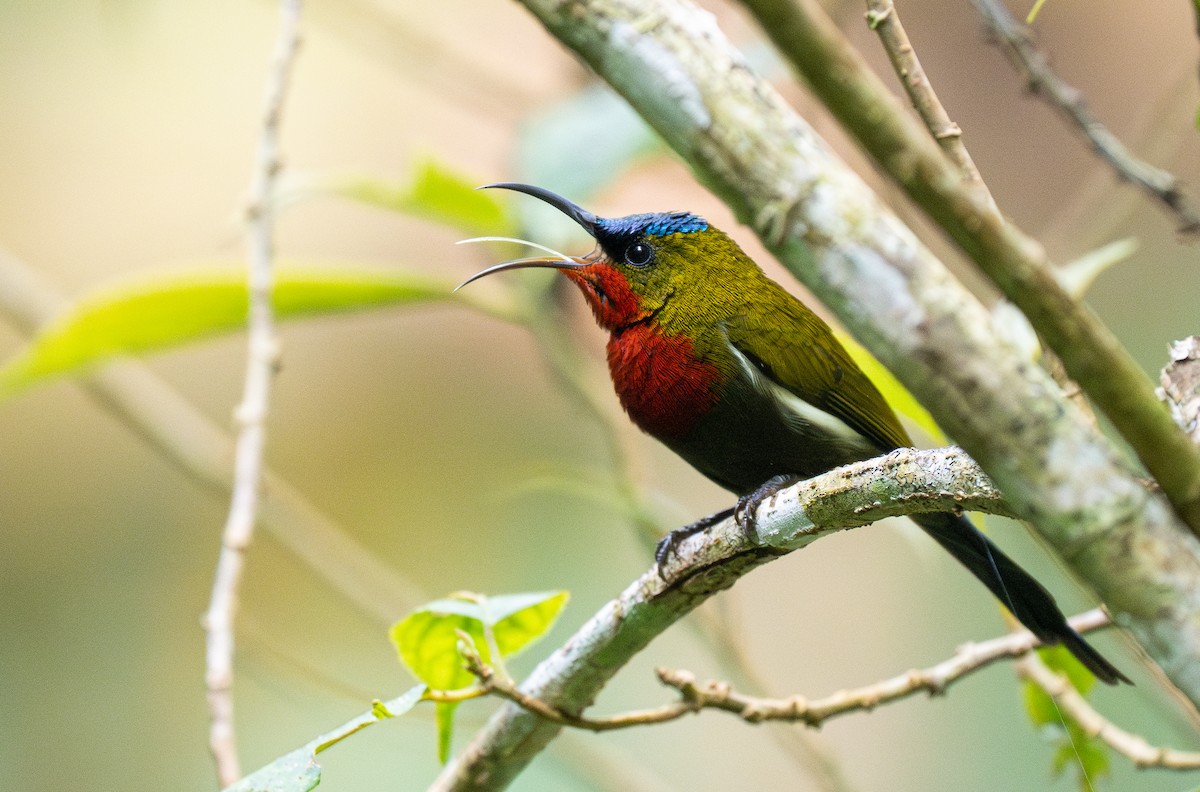 White-flanked Sunbird - ML610389271