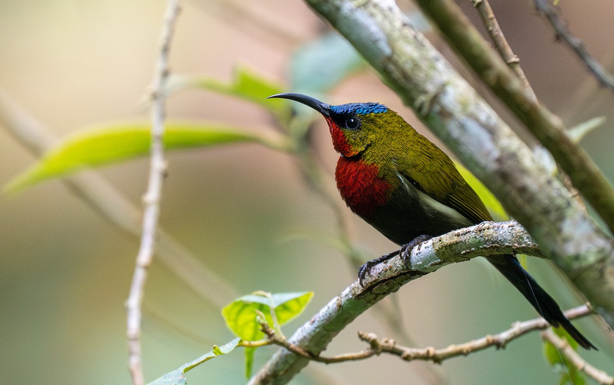 White-flanked Sunbird - ML610389272