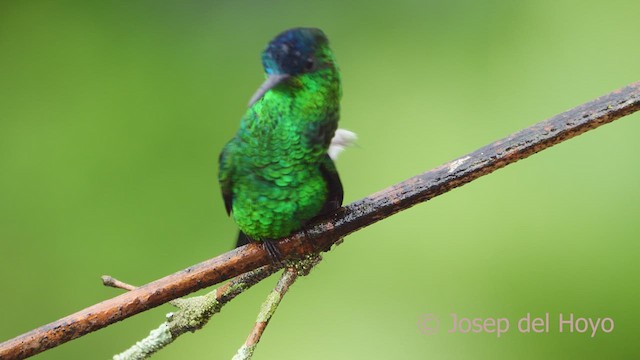 Indigo-capped Hummingbird - ML610389310