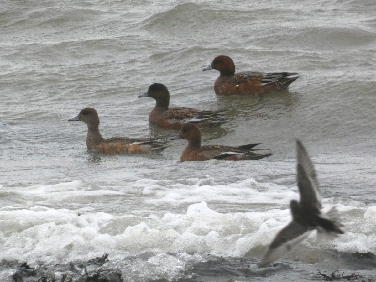 Eurasian Wigeon - ML610389313