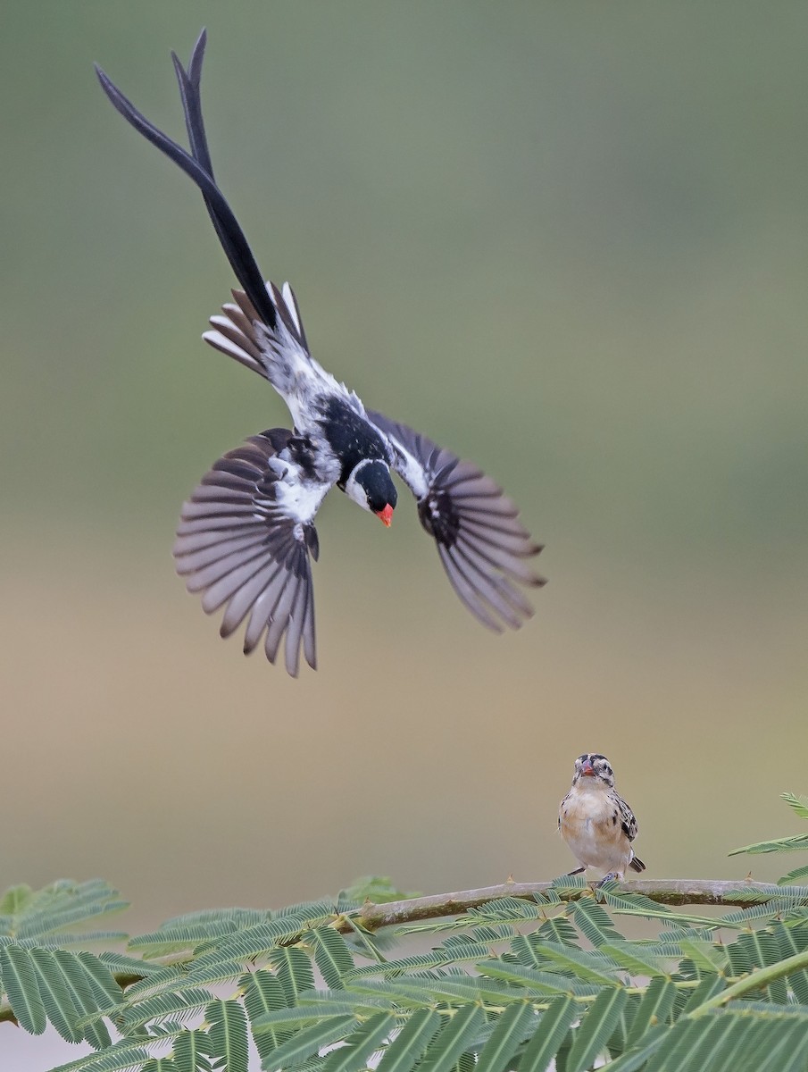 Pin-tailed Whydah - ML610389318