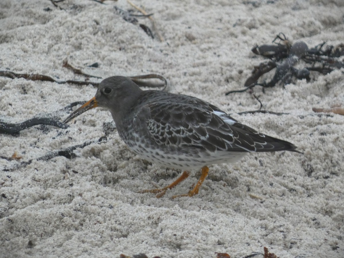 Purple Sandpiper - ML610389319