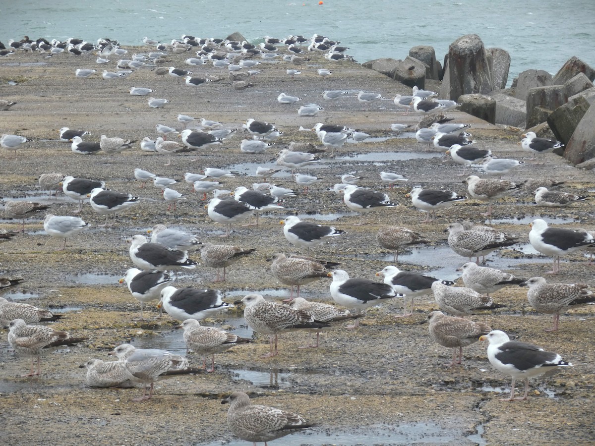 Great Black-backed Gull - ML610389323