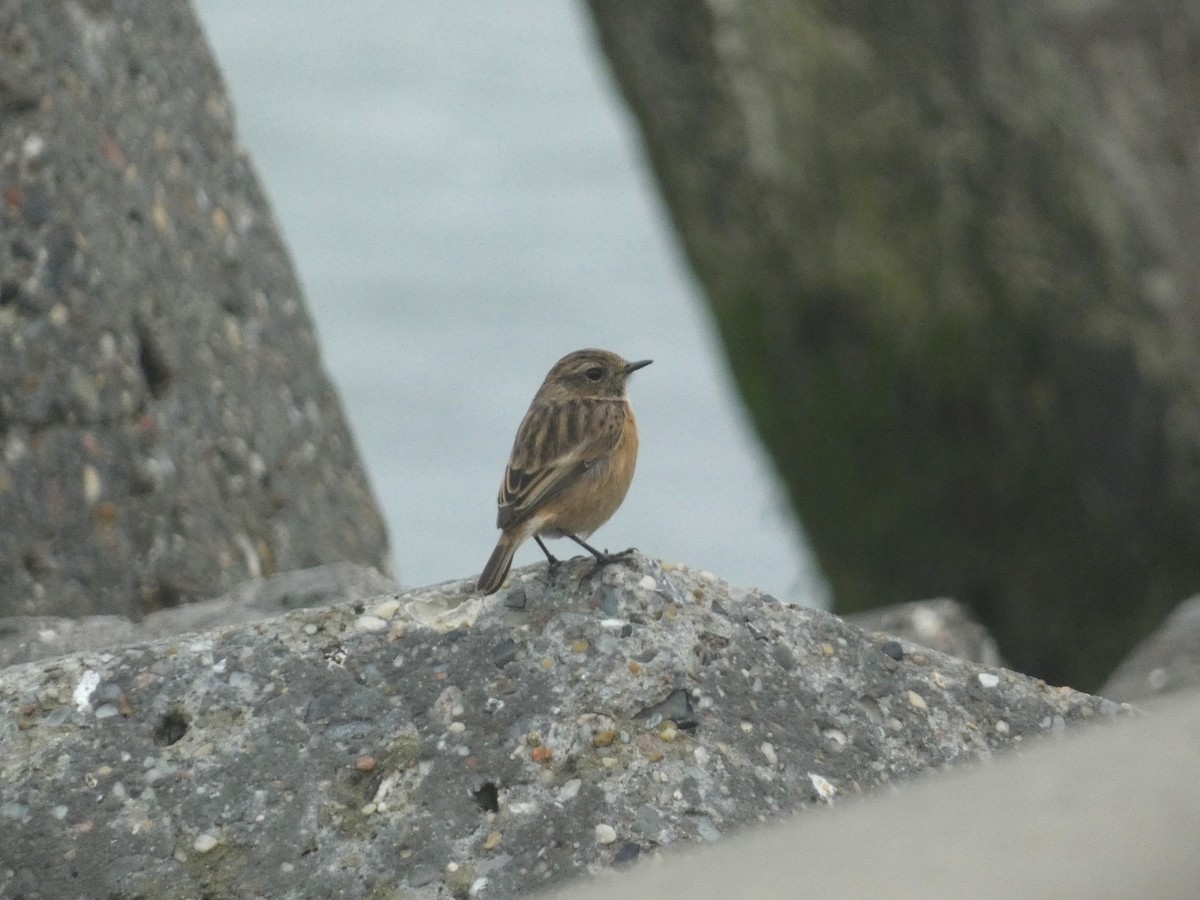 European Stonechat - ML610389326