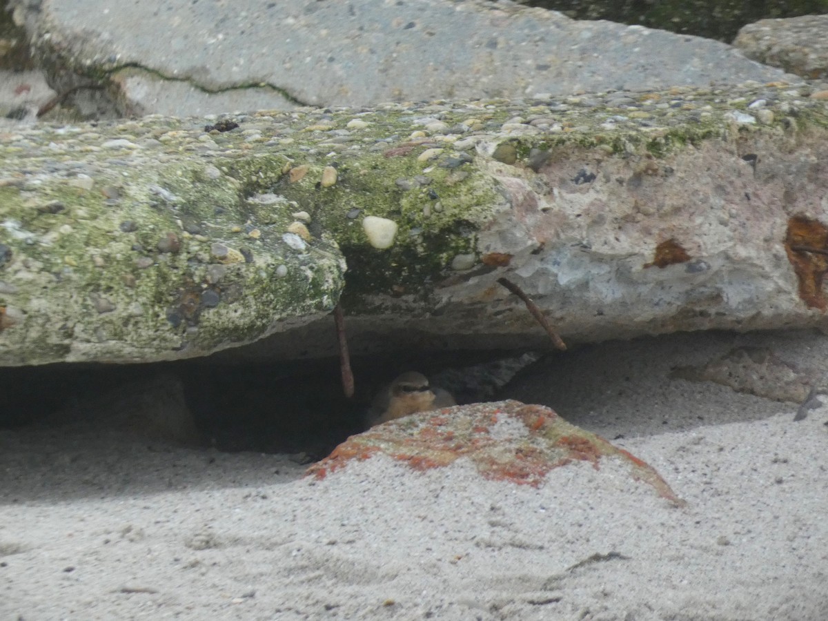 Northern Wheatear - ML610389352