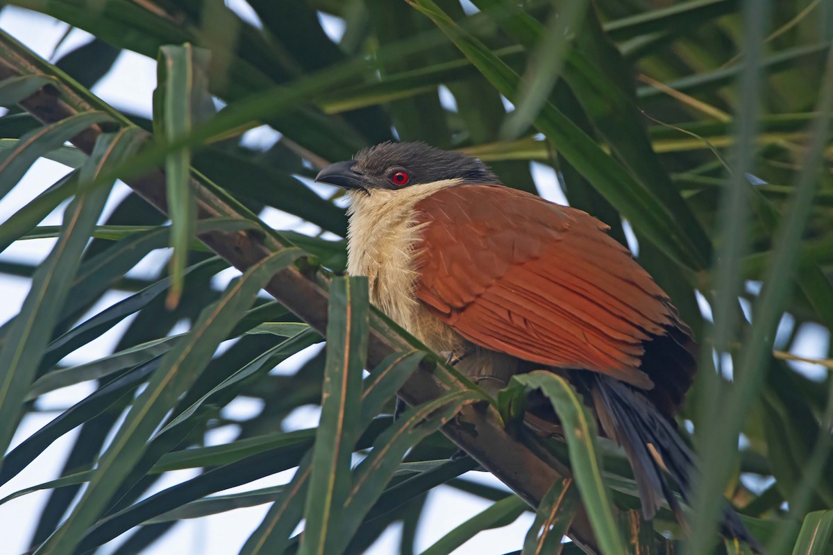 Senegal Coucal - ML610389359