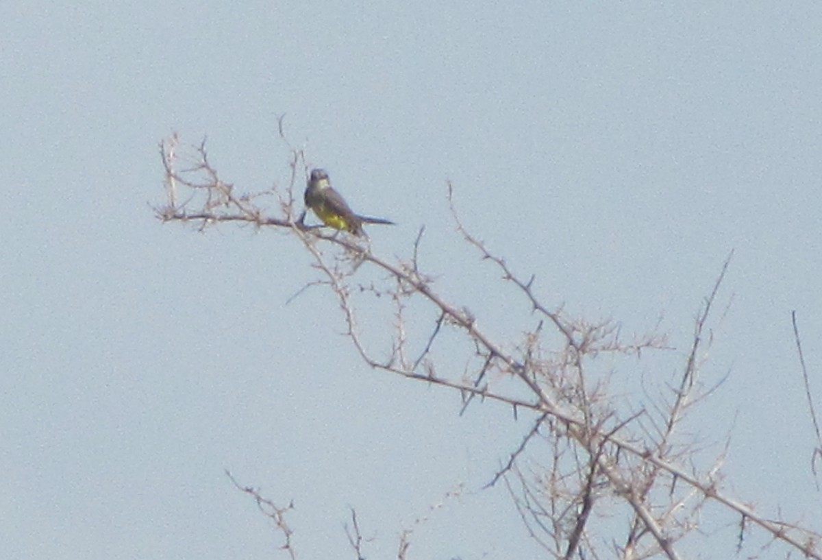 Tropical Kingbird - ML610389365