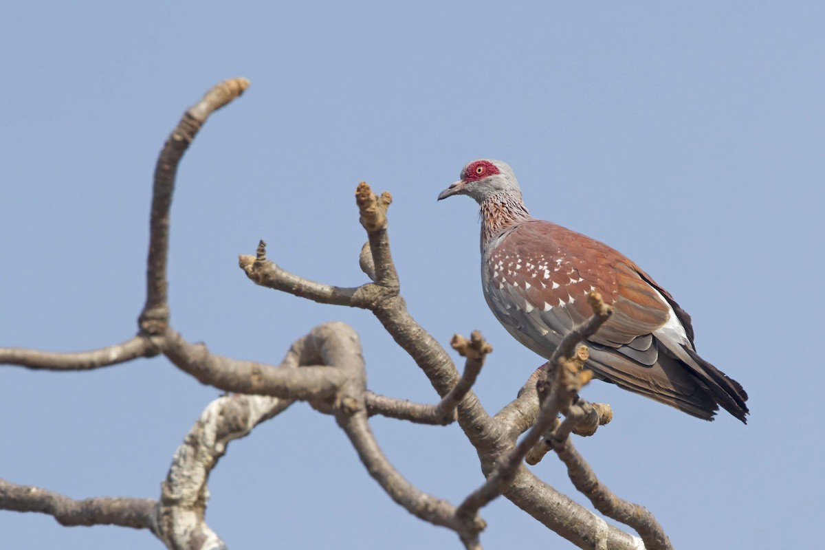 Speckled Pigeon - ML610389368