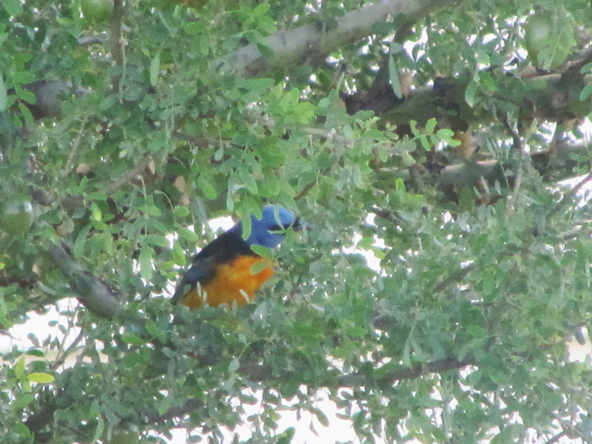 Blue-and-yellow Tanager - ML610389375