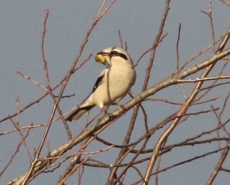 Northern Shrike - ML610389385