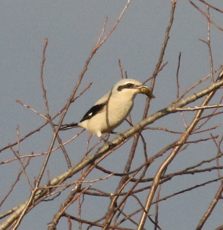 Northern Shrike - ML610389386