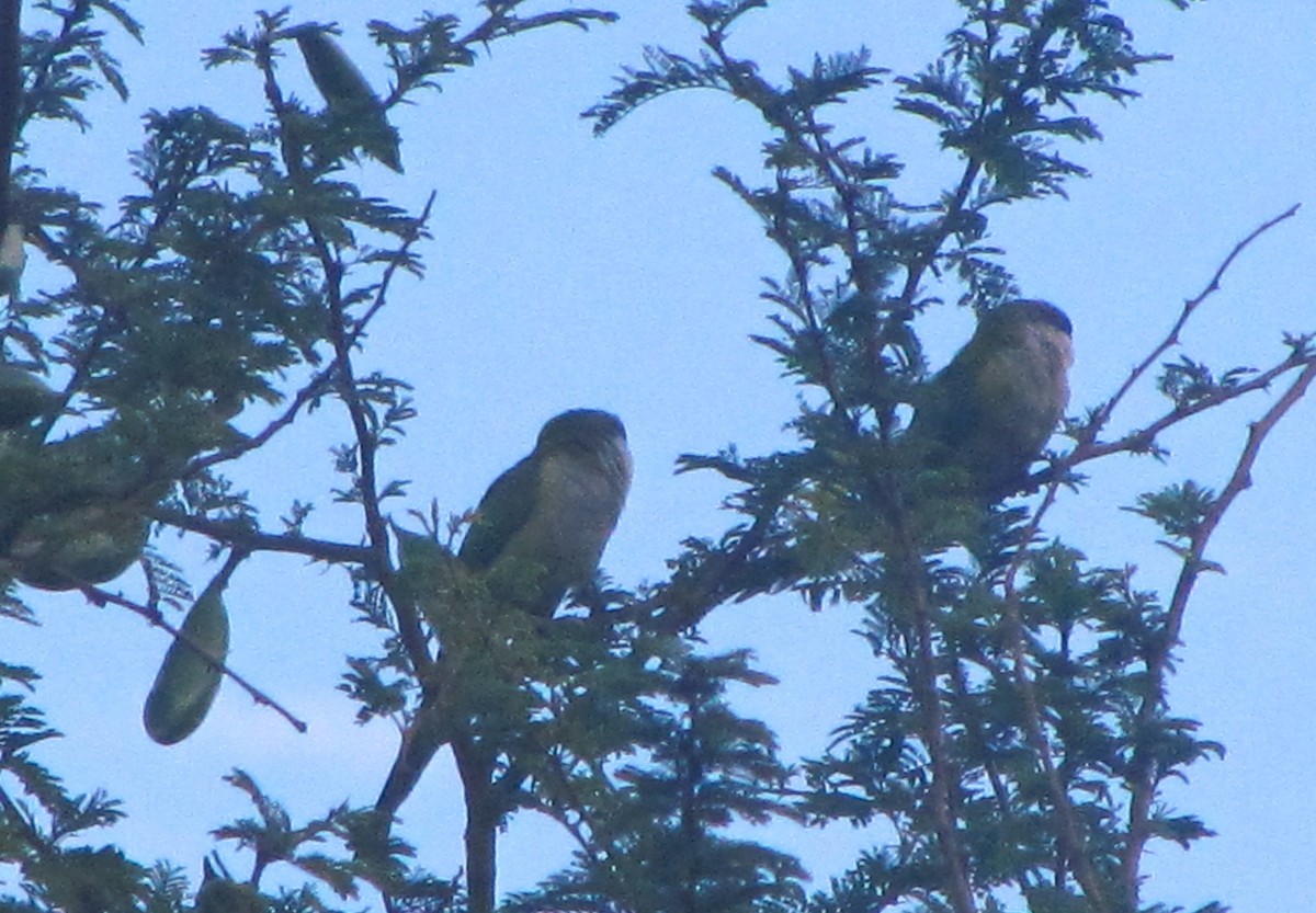 Gray-hooded Parakeet - ML610389422