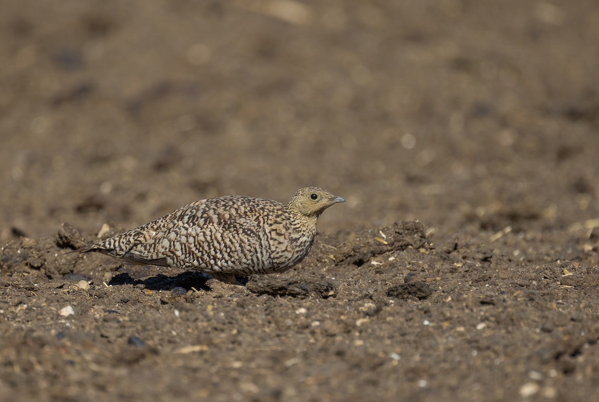 Namaqua Sandgrouse - Decklan Jordaan