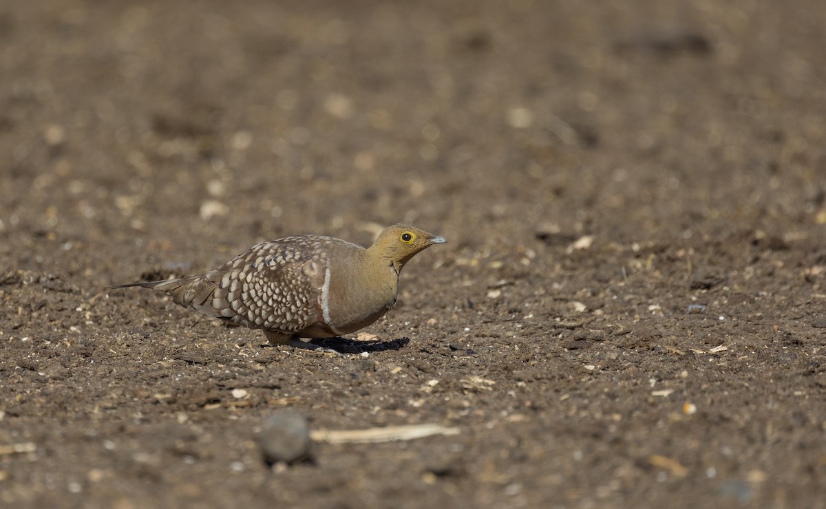 Namaqua Sandgrouse - ML610389434