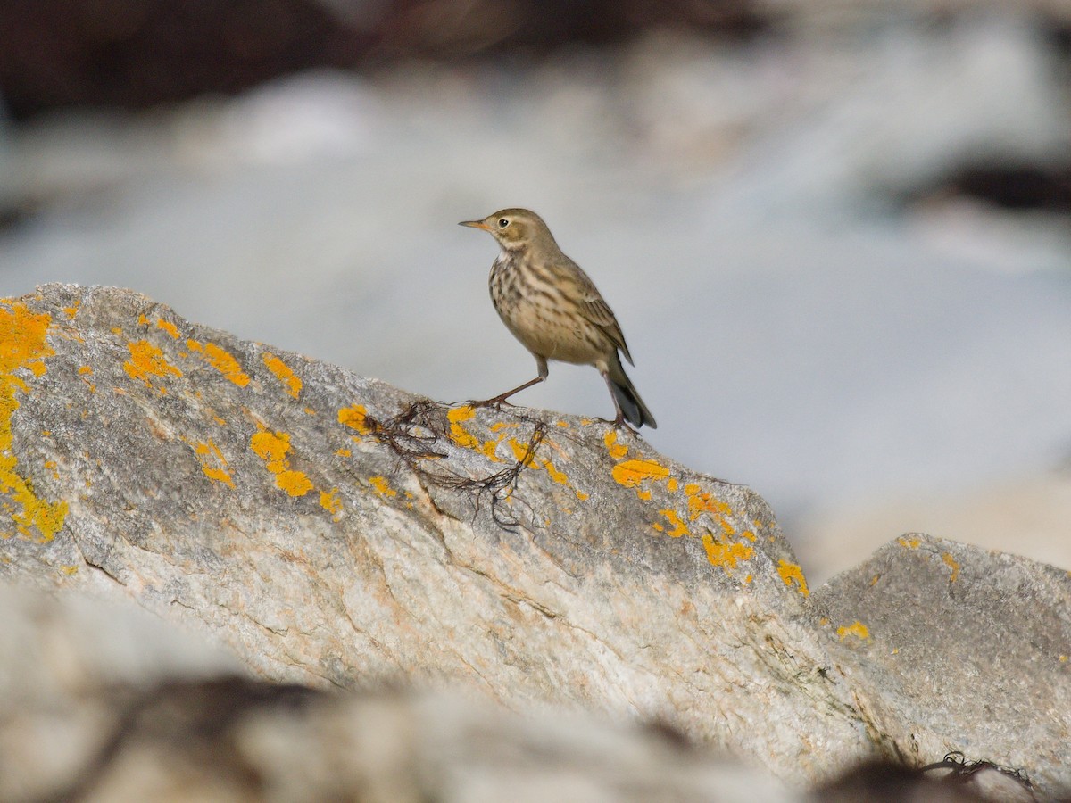 American Pipit - Courtney Cameron
