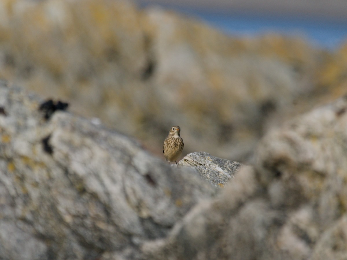 American Pipit - Courtney Cameron