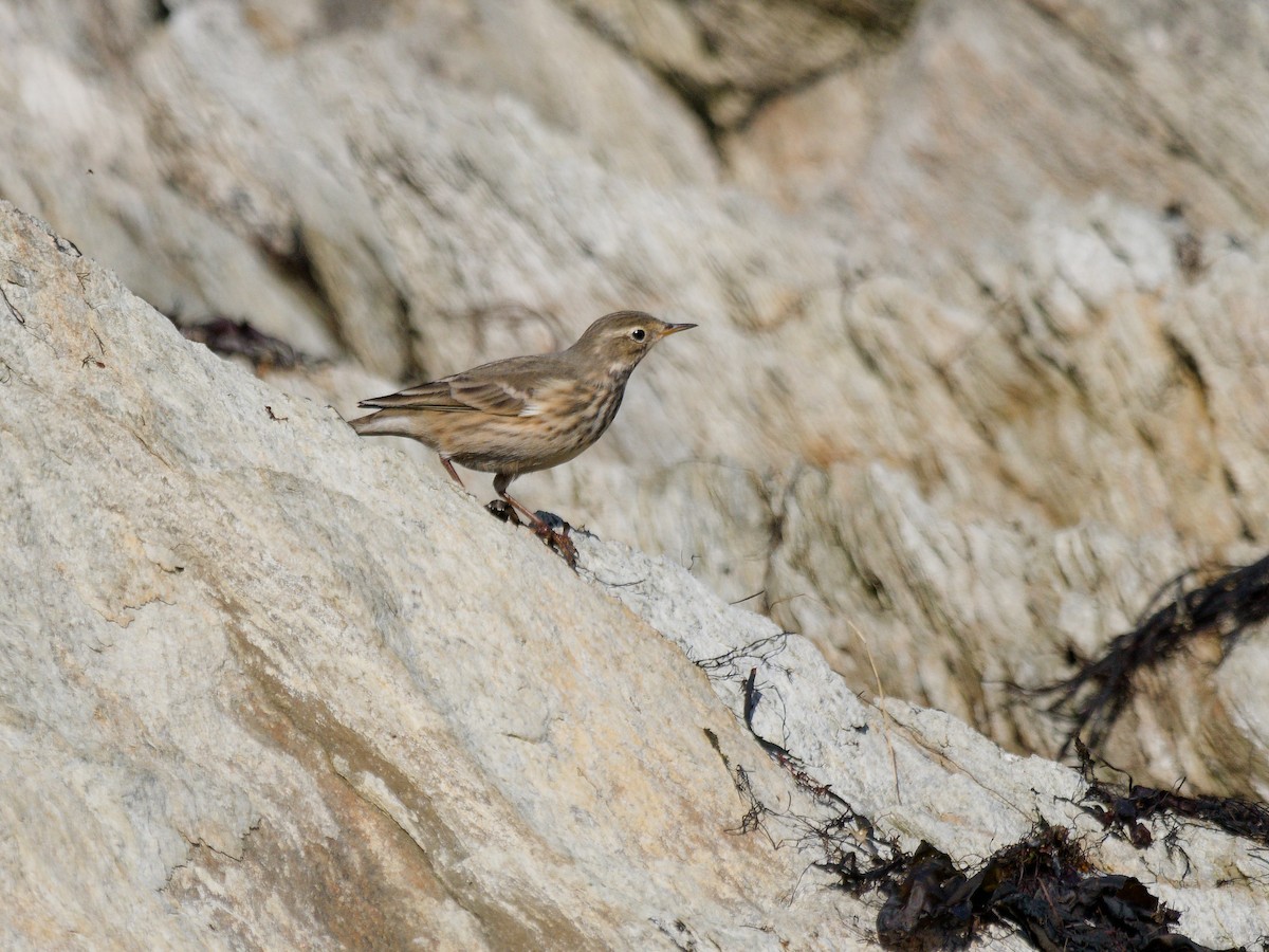 Pipit d'Amérique - ML610389437