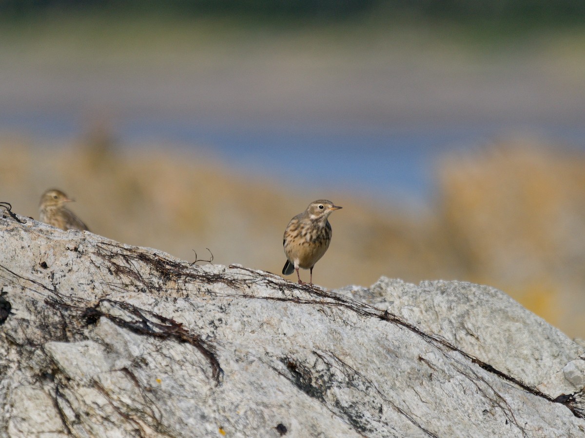 American Pipit - Courtney Cameron