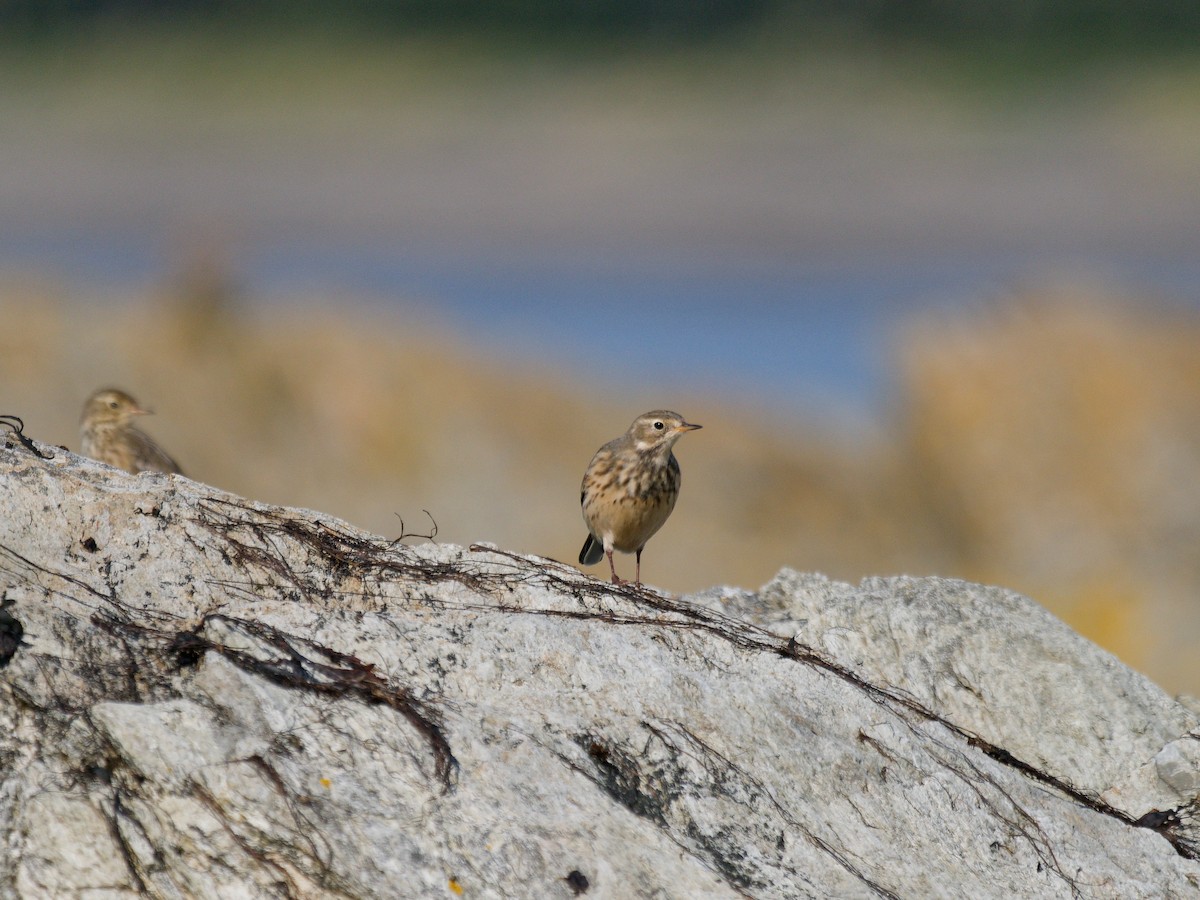 American Pipit - ML610389438