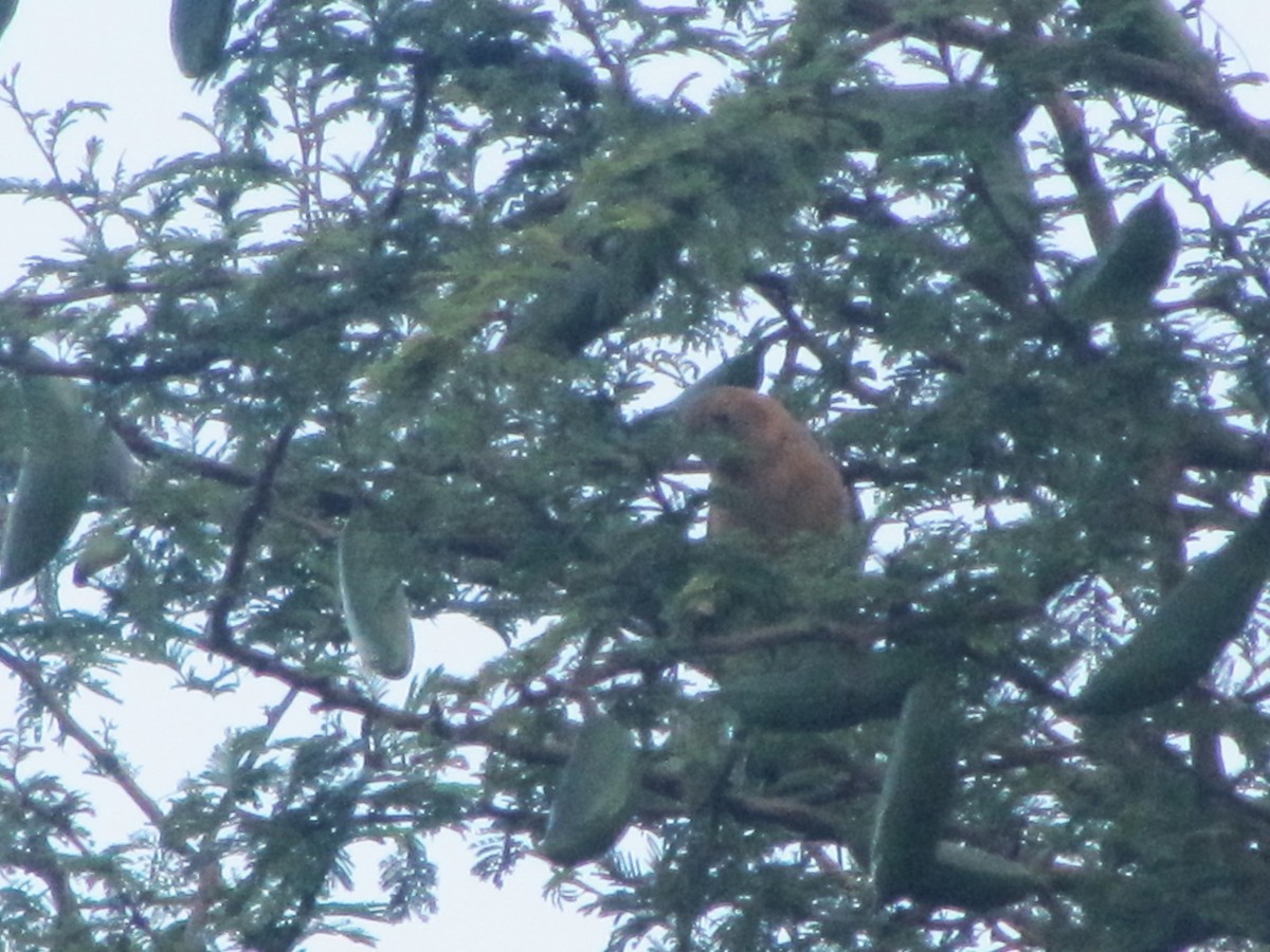 Ultramarine Grosbeak - ML610389469