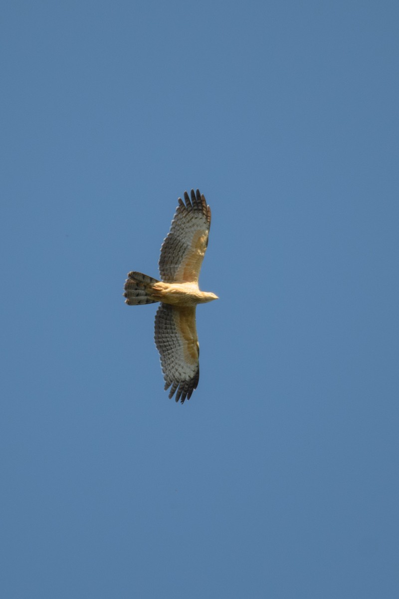 Schopfwespenbussard - ML610389501