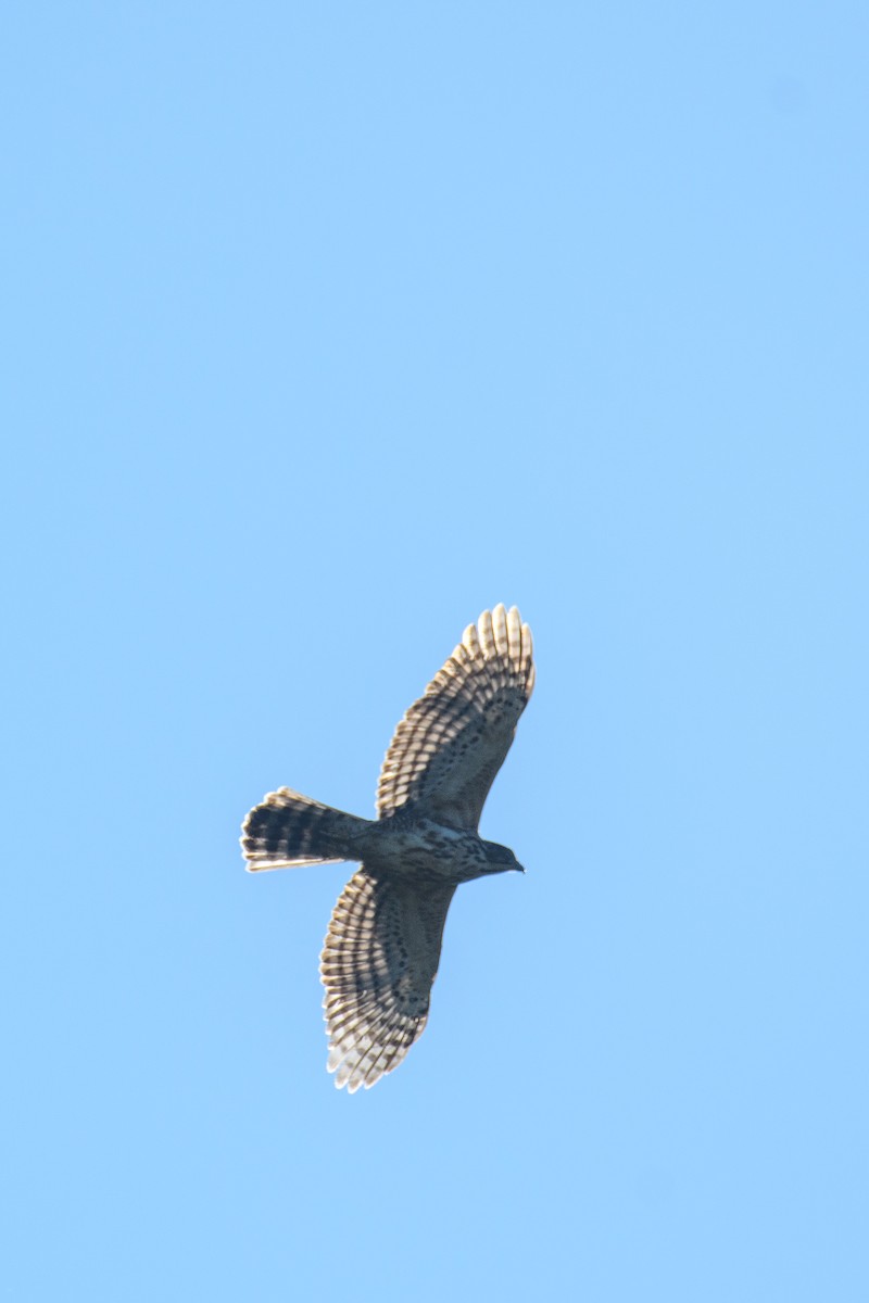 Crested Goshawk - ML610389518