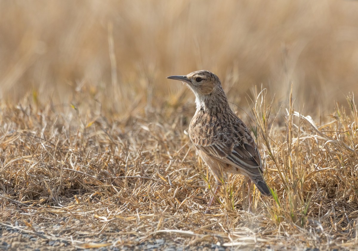 Spike-heeled Lark - Decklan Jordaan