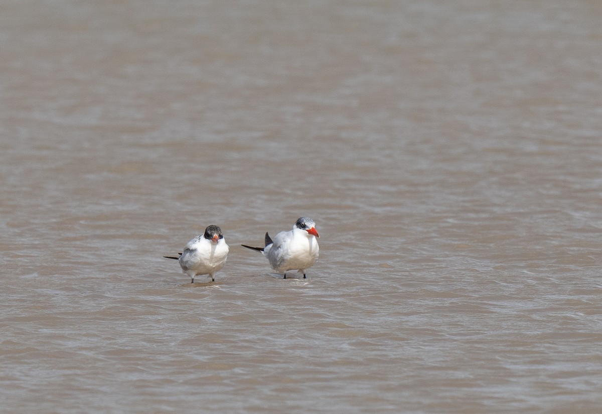 Caspian Tern - ML610389583