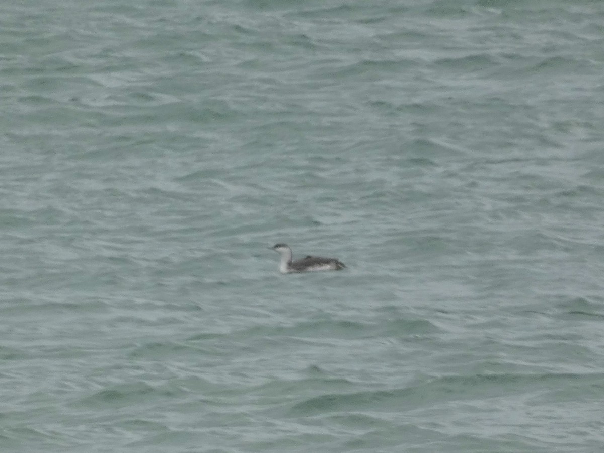 Red-throated Loon - Frederik Albrecht