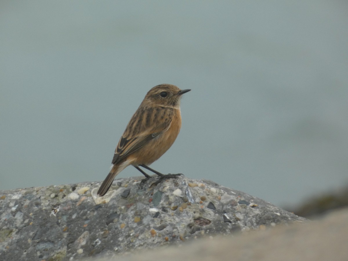 European Stonechat - ML610389598