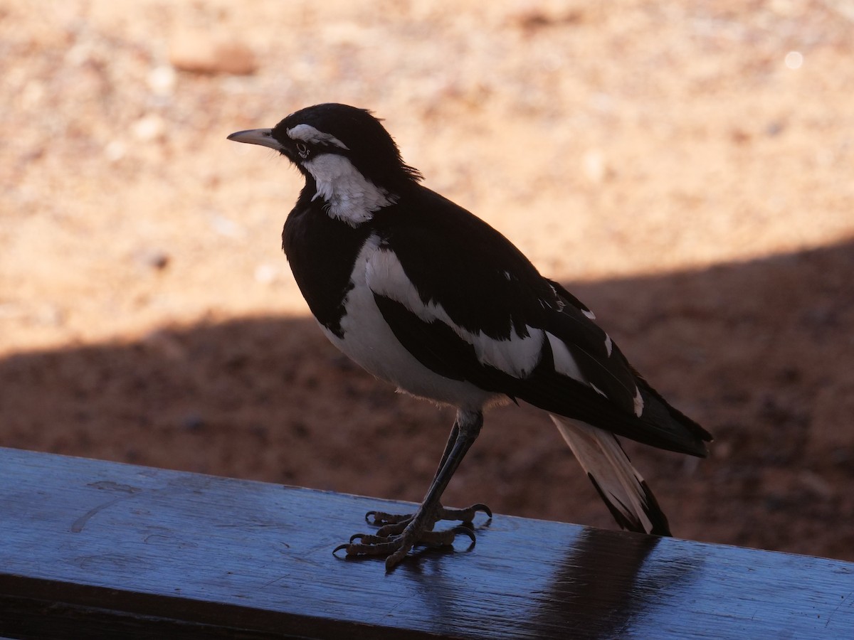 Magpie-lark - ML610389601