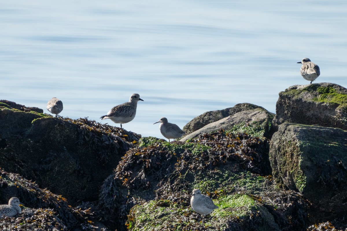 Red Knot - ML610389615