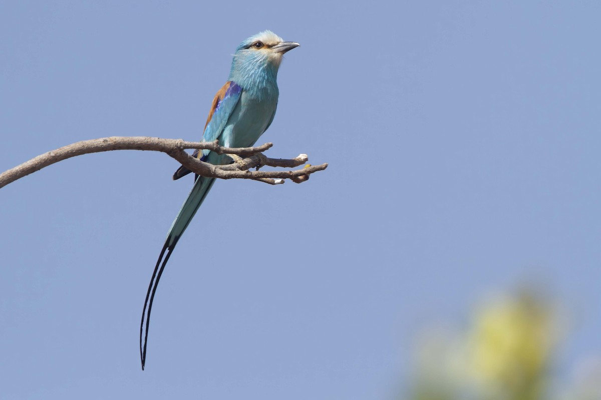 Abyssinian Roller - ML610389655