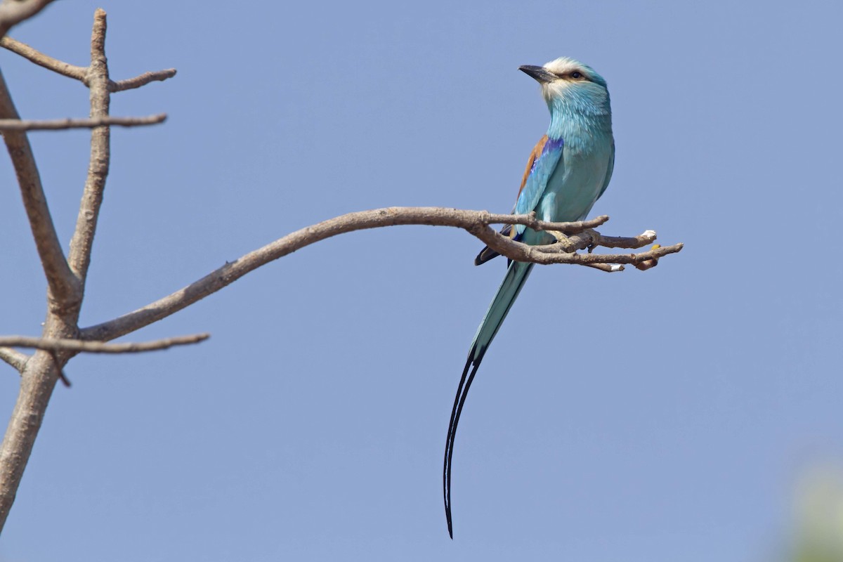 Abyssinian Roller - ML610389656