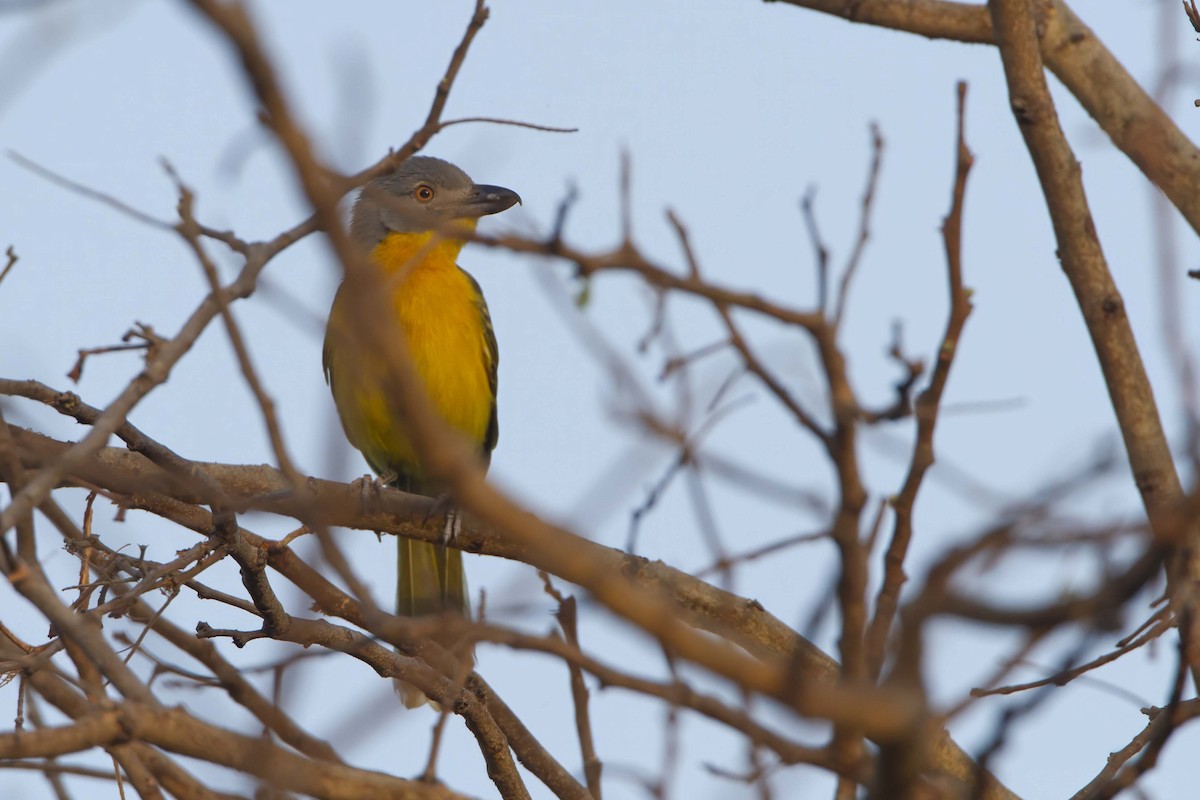 Gray-headed Bushshrike - ML610389762