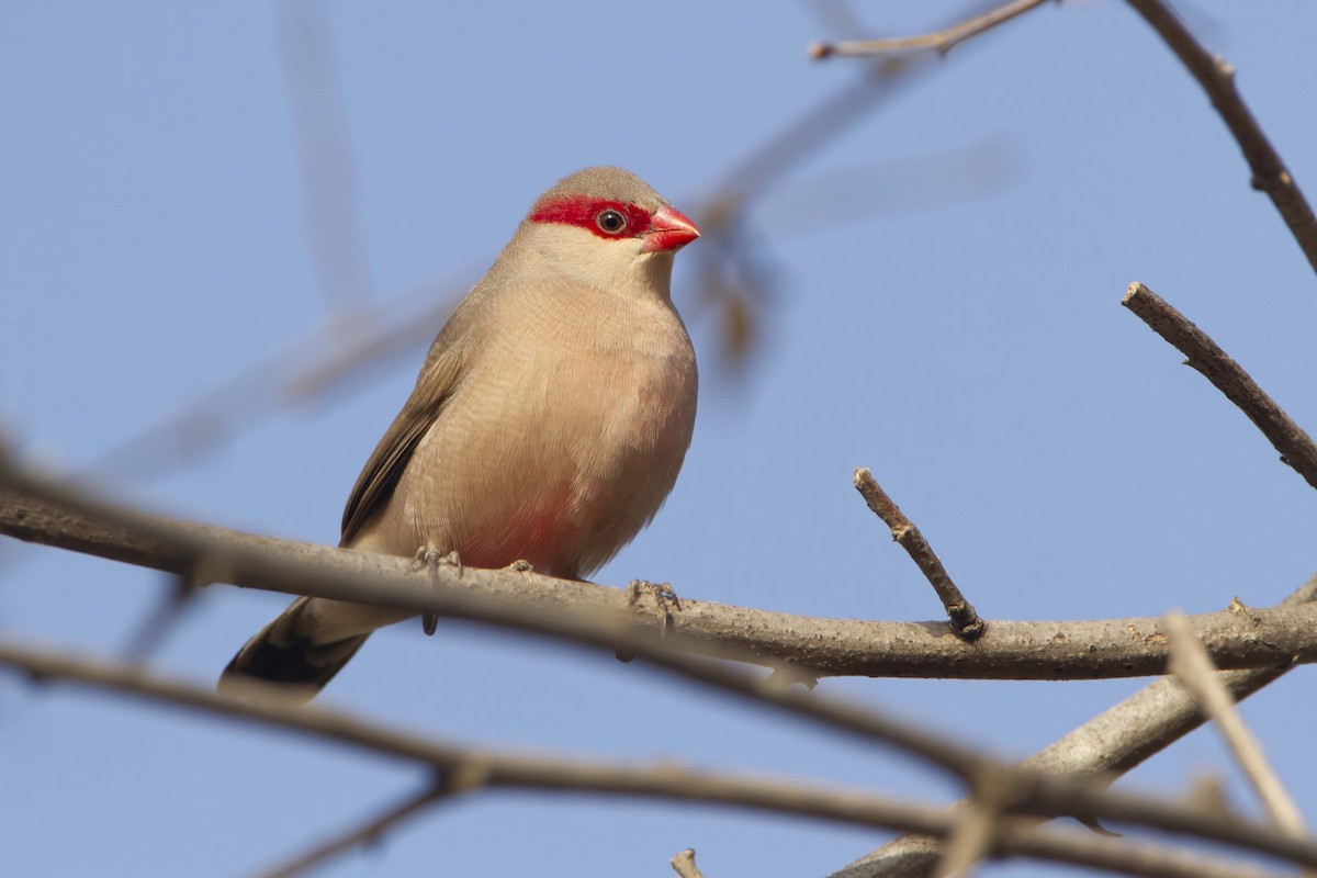 Black-rumped Waxbill - ML610389764