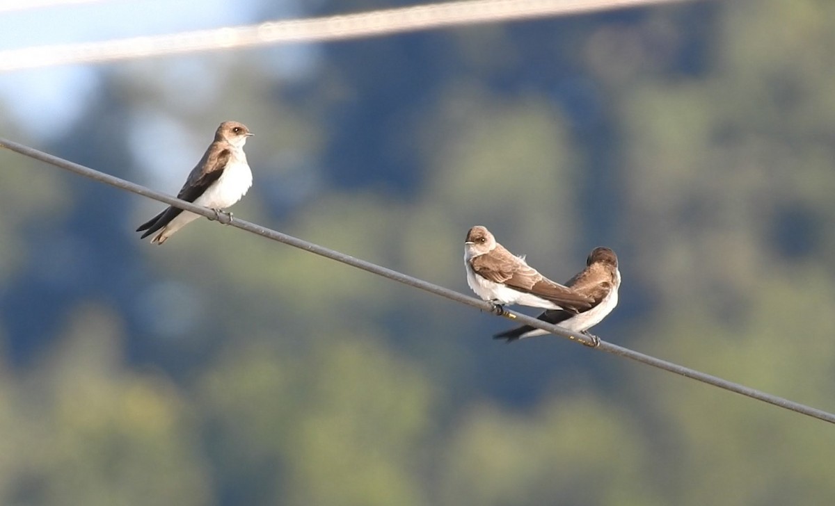 Pale Martin - Gargi Mishra