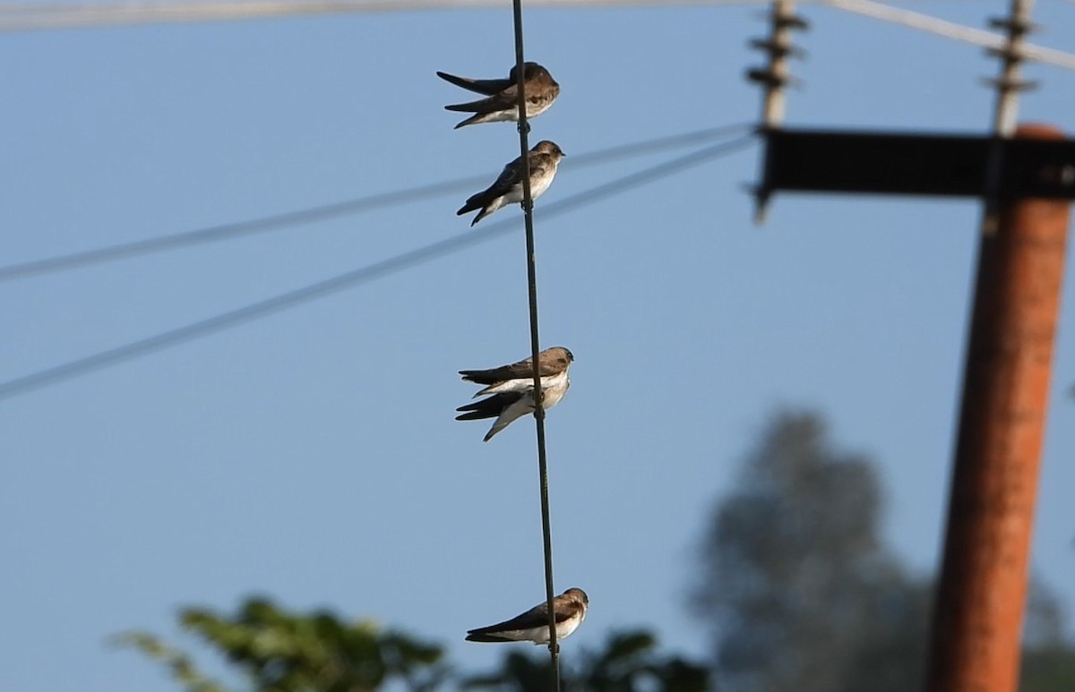 Pale Martin - Gargi Mishra